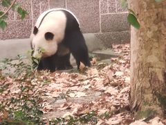 -成都动物园
