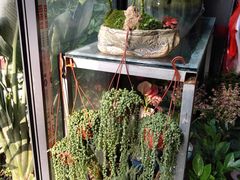 -金科花卉市场
