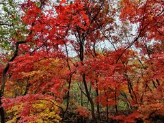 -关门山森林公园