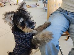 -怪兽屋·羊驼·猫咖·狗咖(俊华广场店)