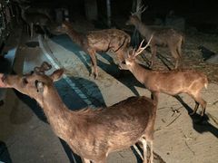 -清迈夜间动物园