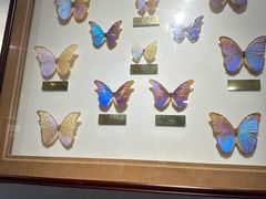 -上海昆虫博物馆