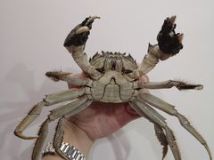-七星龙虾城·海鲜·大闸蟹(吴江店)