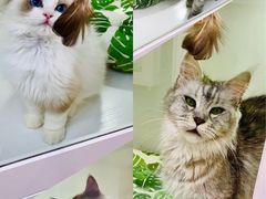 -青奢宠物·青奢猫舍