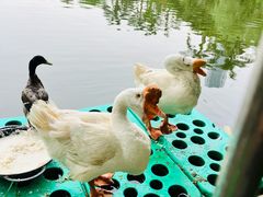 -绿雅居原生态农庄(小涌店)