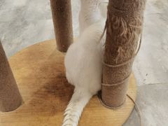 -楼上猫咖(罗湖店)