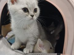 -伟伟宠物医院·CT影像中心·瑞派犬猫综合性门诊(汉口总院)