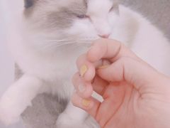 -糯米喵星人·撸猫猫舍咖啡馆(西市场嘉华店)