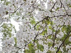 -南汇桃花村