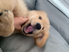 -翊宠yipet猫狗购宠庄园犬舍•猫舍