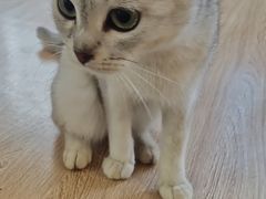 -喵小馆·猫咖狗咖猪咖·饮品店