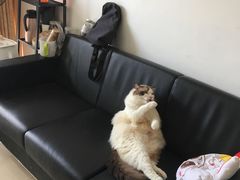 -Bastet sally猫舍购宠(静安店)