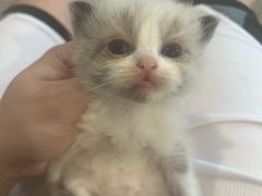 -楼上猫咖(罗湖店)