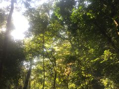 -莫里热带雨林景区