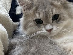 -动物缘宠物医院·骨科·猫科(西二环店)