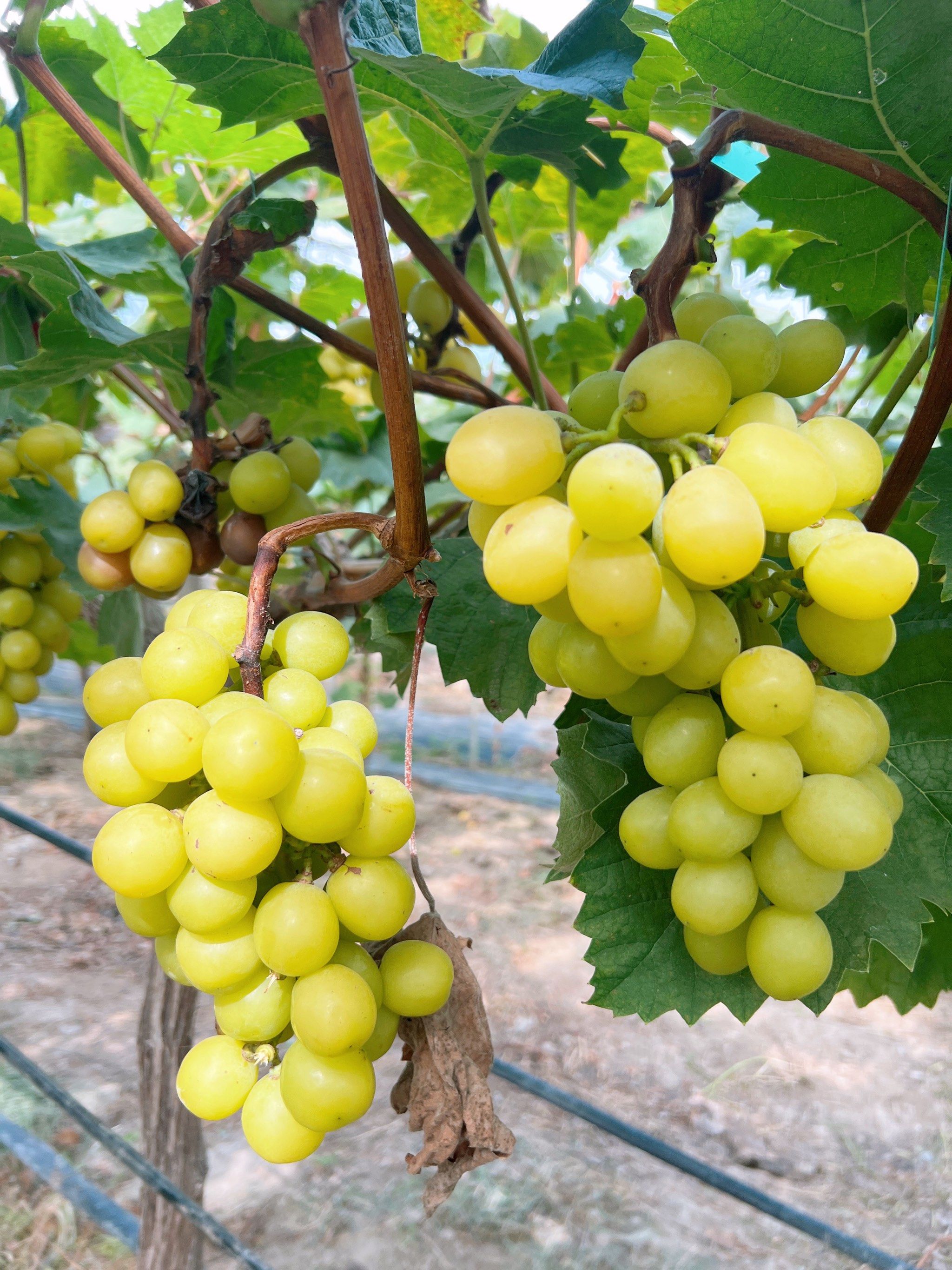 阳光玫瑰摘葡萄初体验