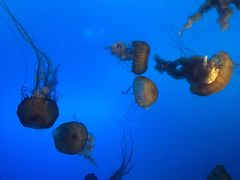 -太平洋海底世界