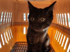 -艾贝尔宠物医院 ·内科全科(梁溪路店)