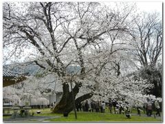 -醍醐寺