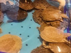 -尚宴牛特鲜自助(太原街万达店)