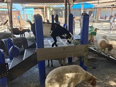 -奥兰多迪士尼动物王国乐园