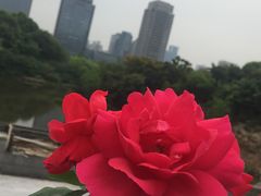 -百林公园-两江幸福广场