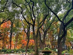 -上海共青森林公园