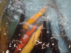 -醉美东江·三文鱼·烧鸡公