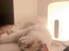 -猫大福·Fortune Cat猫舍(百子湾店)