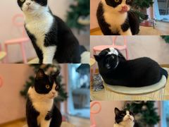 -猫咪派对(江南西店)