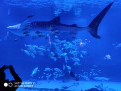 -烟台海昌鲸鲨海洋公园