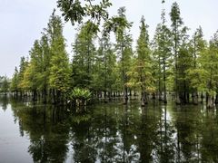 -白鹭湾湿地公园