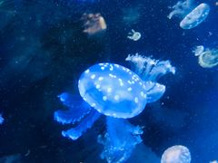 -泉城欧乐堡海洋极地世界