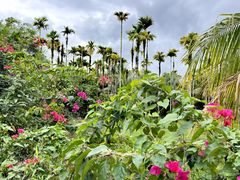 -兴隆槟榔园休闲农庄