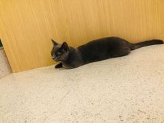 -飞行喵MR PILOT|猫舍·猫咖(静安大融城店)
