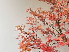 -汤宴·参须肚包鸡(南京路店)