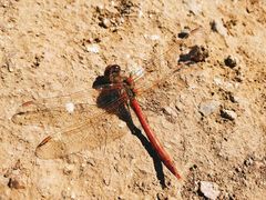 -蟠龙山长城景区