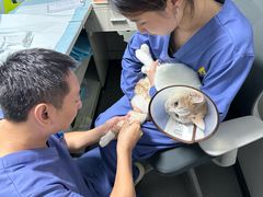 -半岛宠物医院24小时(科华中路店)