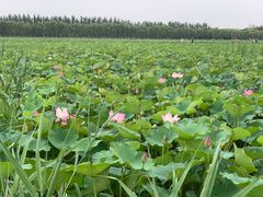 -西青郊野公园