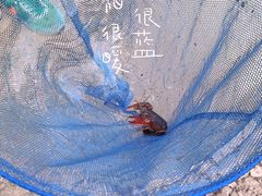 -同銮特种养殖场·龙虾垂钓