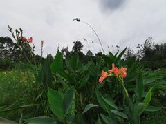 -三圣花乡旅游区