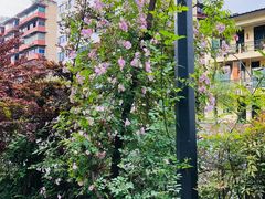 -成都市活水公园