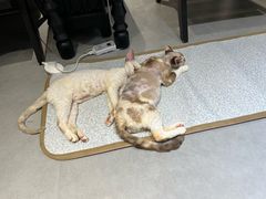 -琪喵猫屋·撸猫猫咖·猫舍