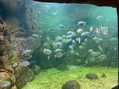 -洛阳龙门海洋馆