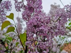 -天津市第七十八中学