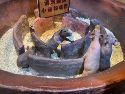 点击看大图 -奇幻萌宠部落(映月湖环宇城店)