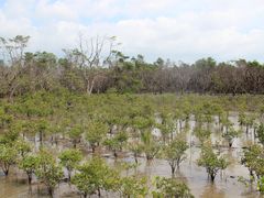 -东寨港红树林旅游区