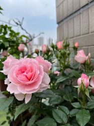 -恒沙廊