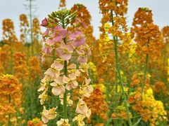 -中国天府农业博览园