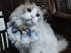 -东方名猫馆·英短金渐层布偶猫舍(环线广场1号楼店)